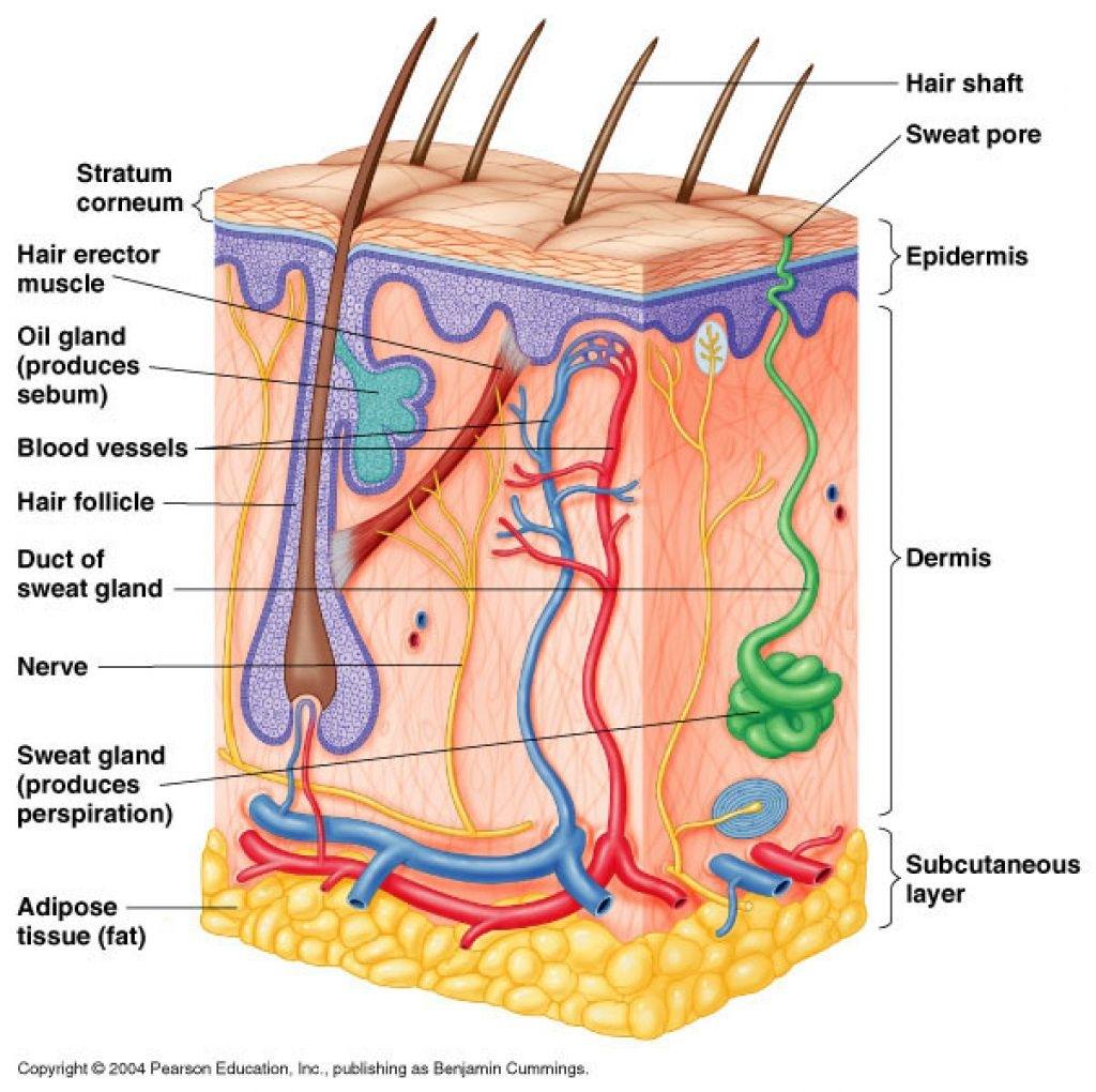 The Integumentary System | Biology Quiz - Quizizz