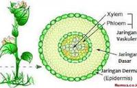 bagian-bagian tumbuhan dan fungsinya - Kelas 7 - Kuis