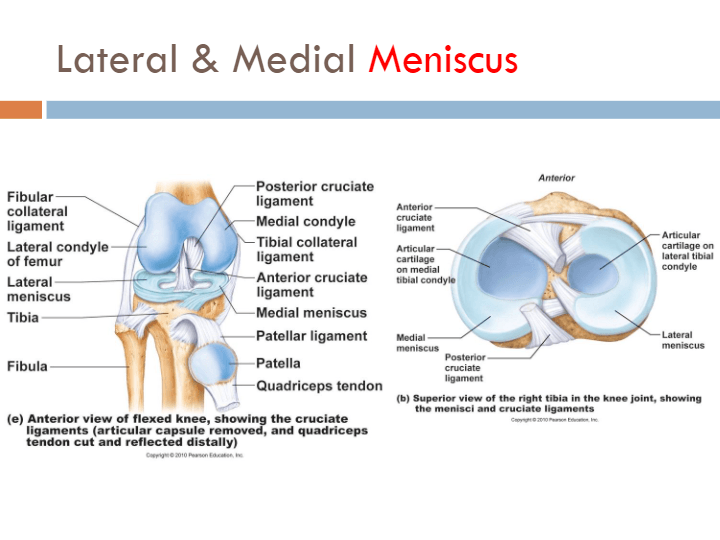 Joints and Articulations | Science - Quizizz