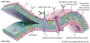 Cell Membrane and Transport Mechanisms