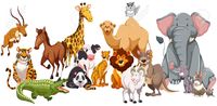 Animals - Class 1 - Quizizz
