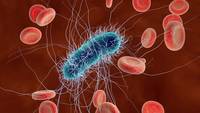 bacteria and archaea - Year 2 - Quizizz