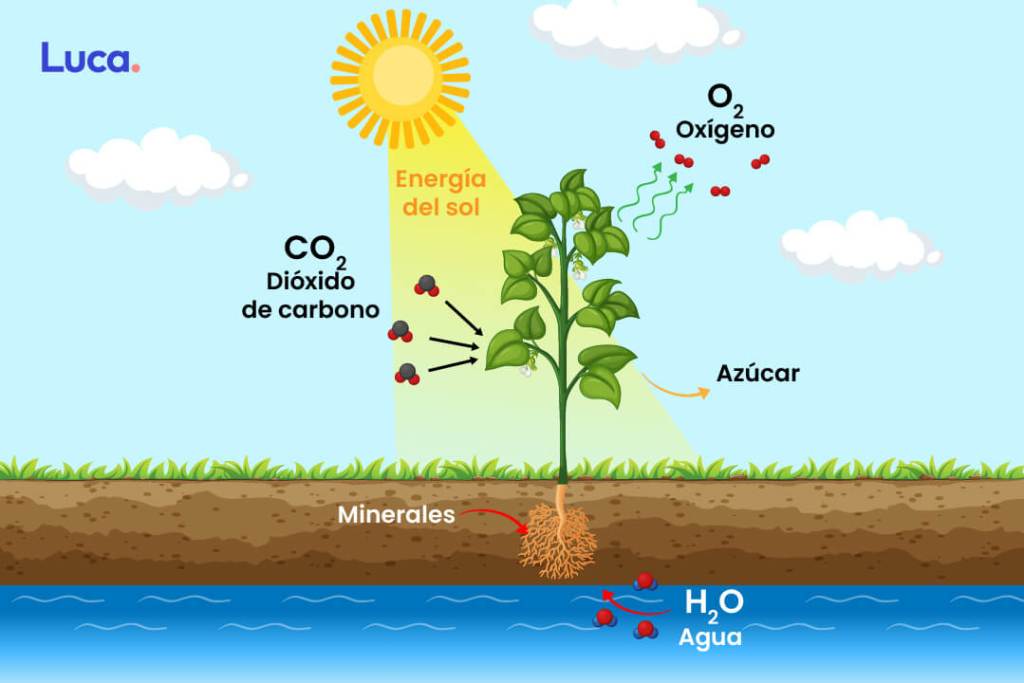 Biología - Grado 3 - Quizizz