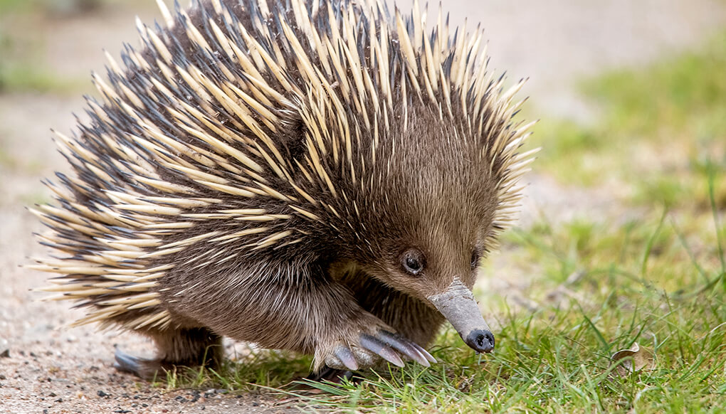 Natural Selection and Adaptations - Year 3 - Quizizz