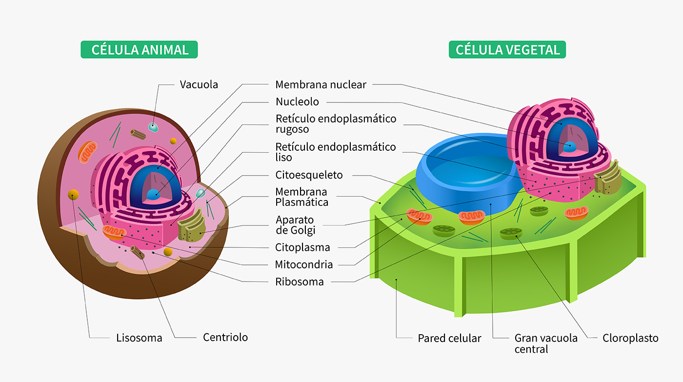 célula vegetal y animal - Grado 1 - Quizizz