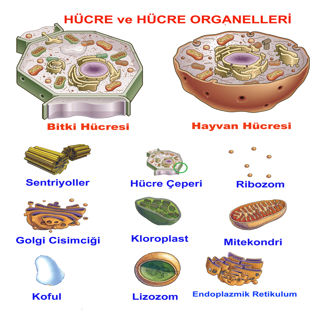 HÜCRE VE ORGANELLER