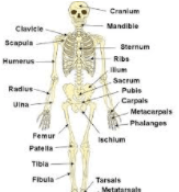 Skeletal System 3rd Grade Human Anatomy Quiz Quizizz