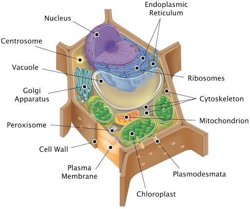 โครงสร้างเซลล์ (Cell Stucture) | Biology - Quizizz