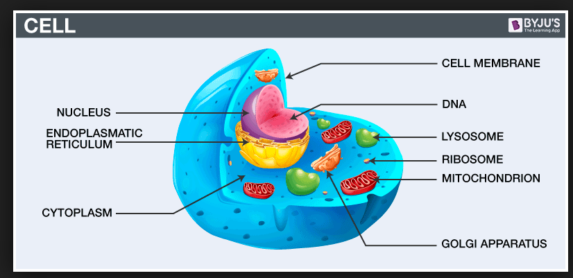 Chapter 7 Cellular Structure Answer Key