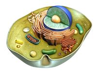 structure of a cell Flashcards - Quizizz