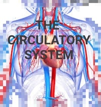 the circulatory and respiratory systems - Class 4 - Quizizz