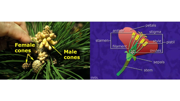 Sexual Reproduction in Plants questions & answers for quizzes and tests ...