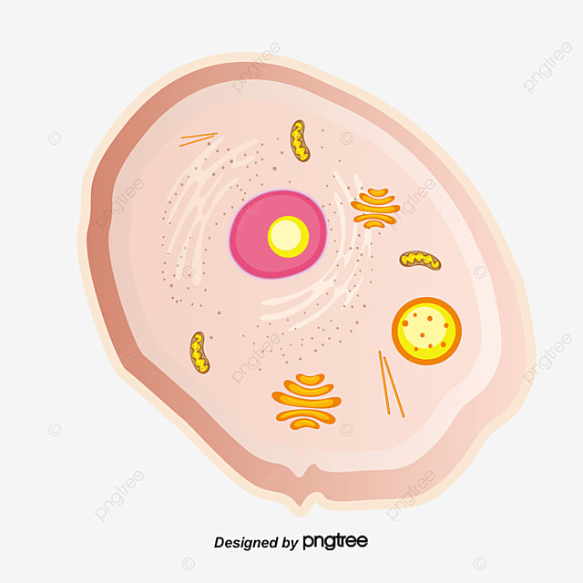 cấu trúc và sao chép DNA - Lớp 3 - Quizizz