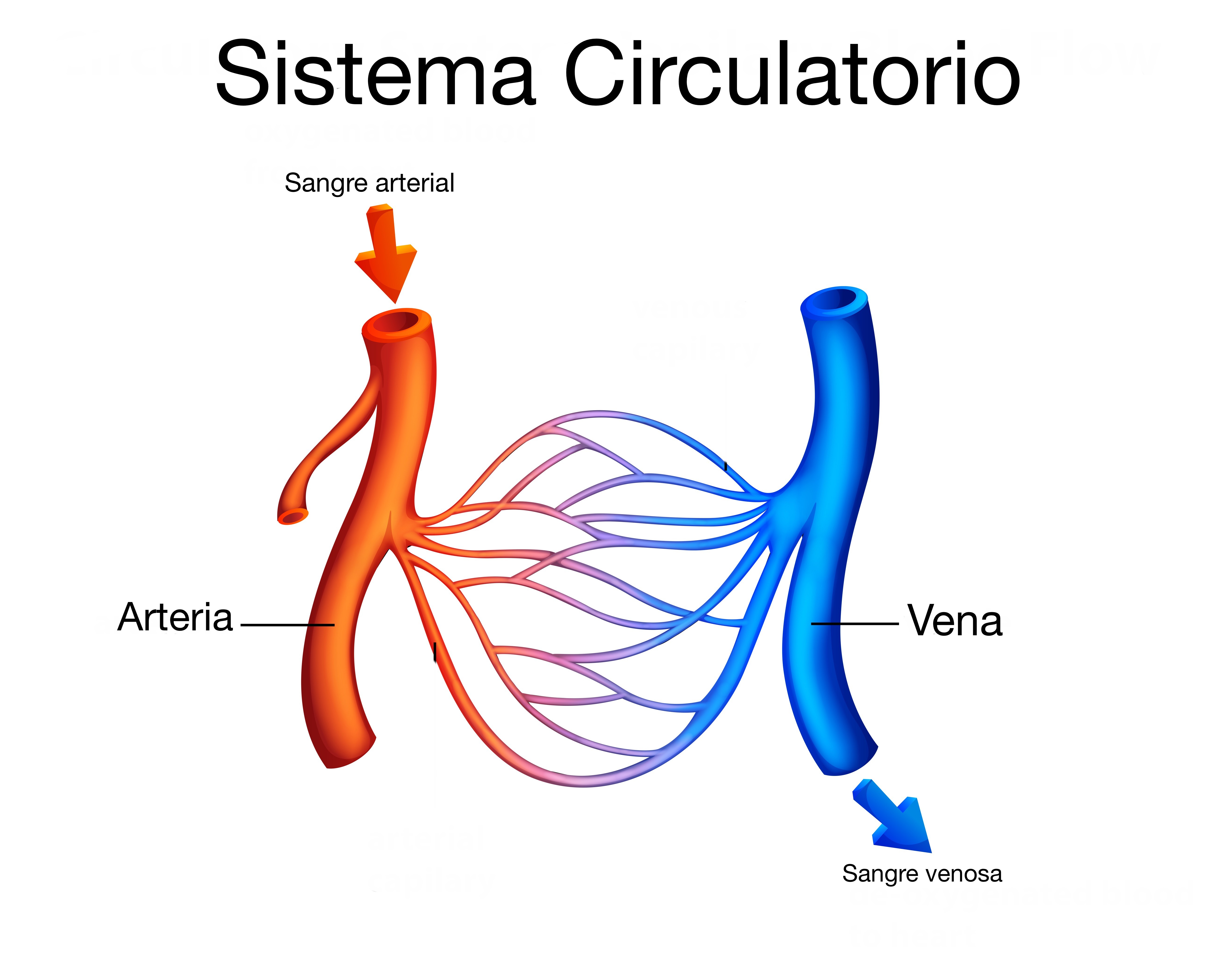 Sistema circulatorio 3º ESO