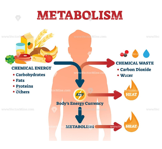 metabolizm - Klasa 7 - Quiz