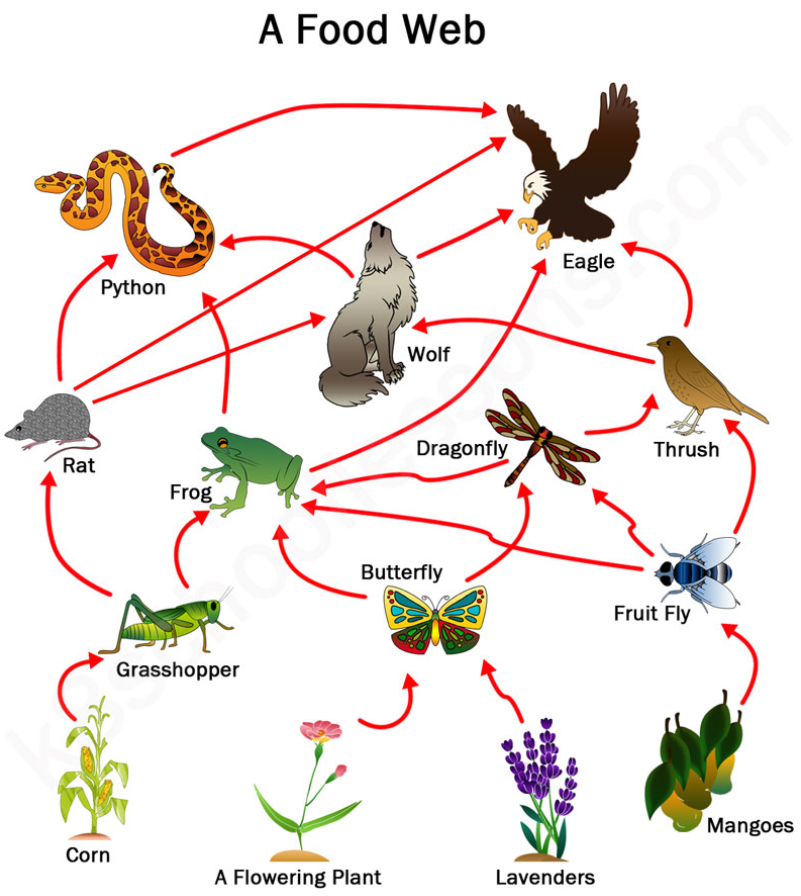 What Does A Food Web Represent Quizizz