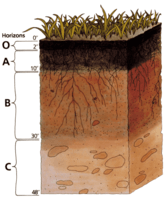 soils - Class 9 - Quizizz