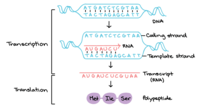 rna and protein synthesis - Class 10 - Quizizz