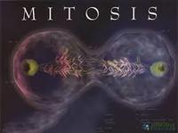 the cell cycle and mitosis - Year 6 - Quizizz