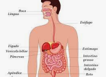 os sistemas digestivo e excretor - Série 5 - Questionário