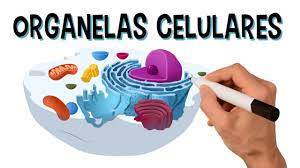 Organelas Celulares | Quizizz