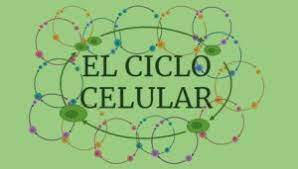 El ciclo celular y la mitosis. - Grado 1 - Quizizz