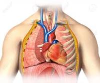 the circulatory and respiratory systems - Year 4 - Quizizz