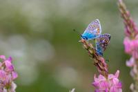 ecología - Grado 7 - Quizizz