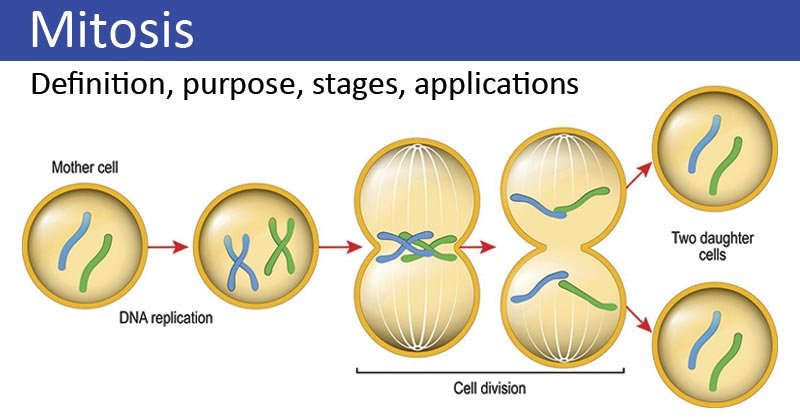 siklus sel dan mitosis - Kelas 4 - Kuis