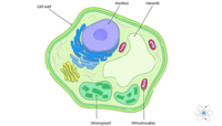 plant cell diagram - Year 4 - Quizizz