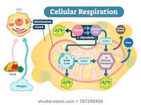 cellular respiration - Class 7 - Quizizz