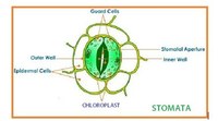 diagram sel tumbuhan - Kelas 11 - Kuis