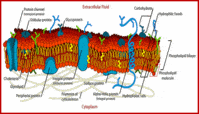 the cell membrane - Year 8 - Quizizz