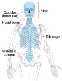 Axial Skeleton