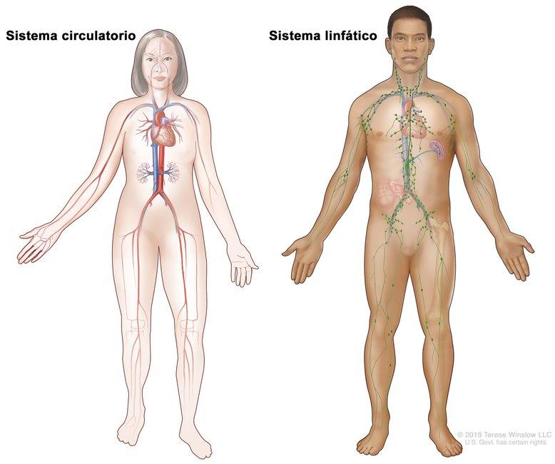 los sistemas digestivo y excretor - Grado 9 - Quizizz