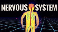 the nervous and endocrine systems - Year 3 - Quizizz