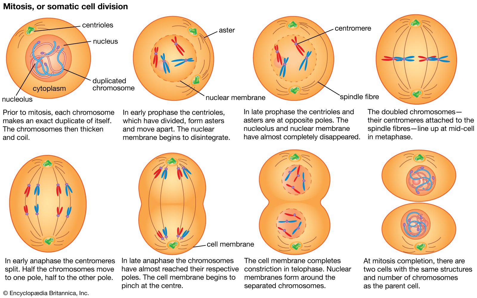 siklus sel dan mitosis - Kelas 6 - Kuis