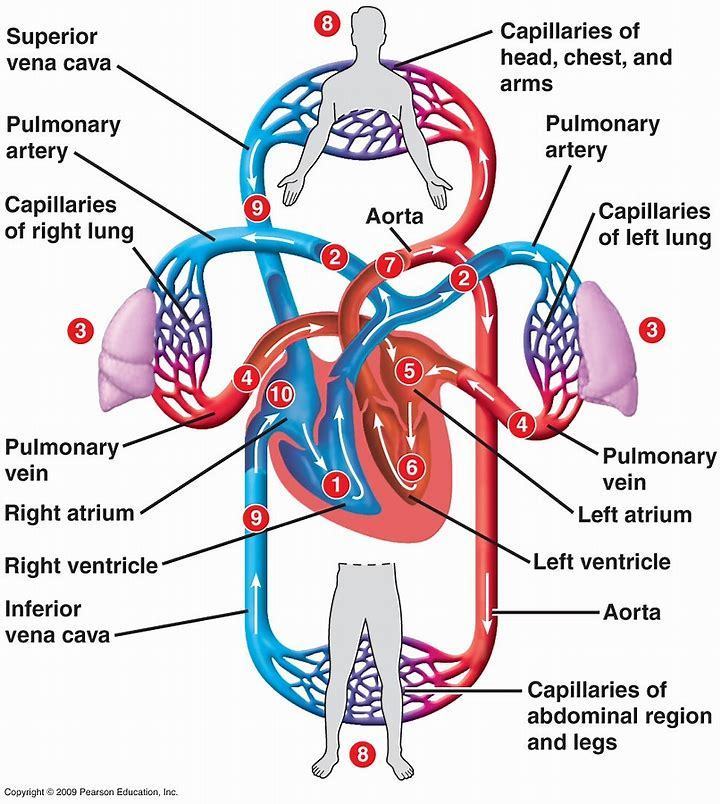 the circulatory and respiratory systems - Class 7 - Quizizz