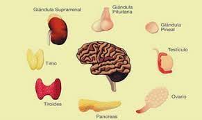 metabolismo - Grado 9 - Quizizz