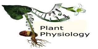 plant cell diagram - Class 1 - Quizizz