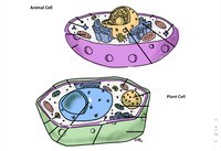 plant cell diagram - Class 6 - Quizizz