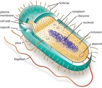 prokaryotes and eukaryotes - Year 6 - Quizizz