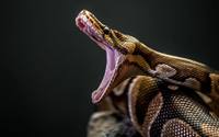 Python - Year 8 - Quizizz