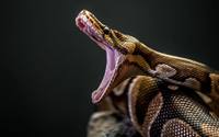 Python - Year 7 - Quizizz