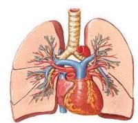 los sistemas circulatorio y respiratorio - Grado 10 - Quizizz