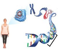 vocabulário de genética genótipo e fenótipo - Série 10 - Questionário