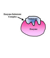 enzymes - Class 12 - Quizizz