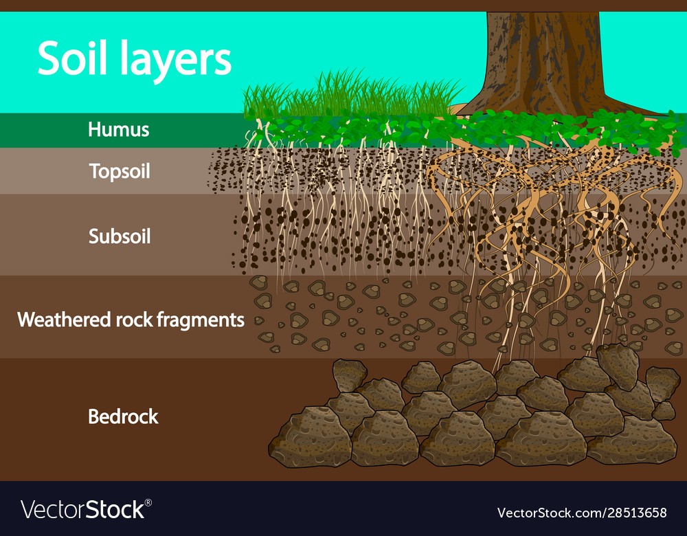 soil-formation-and-layers-questions-answers-for-quizzes-and-tests