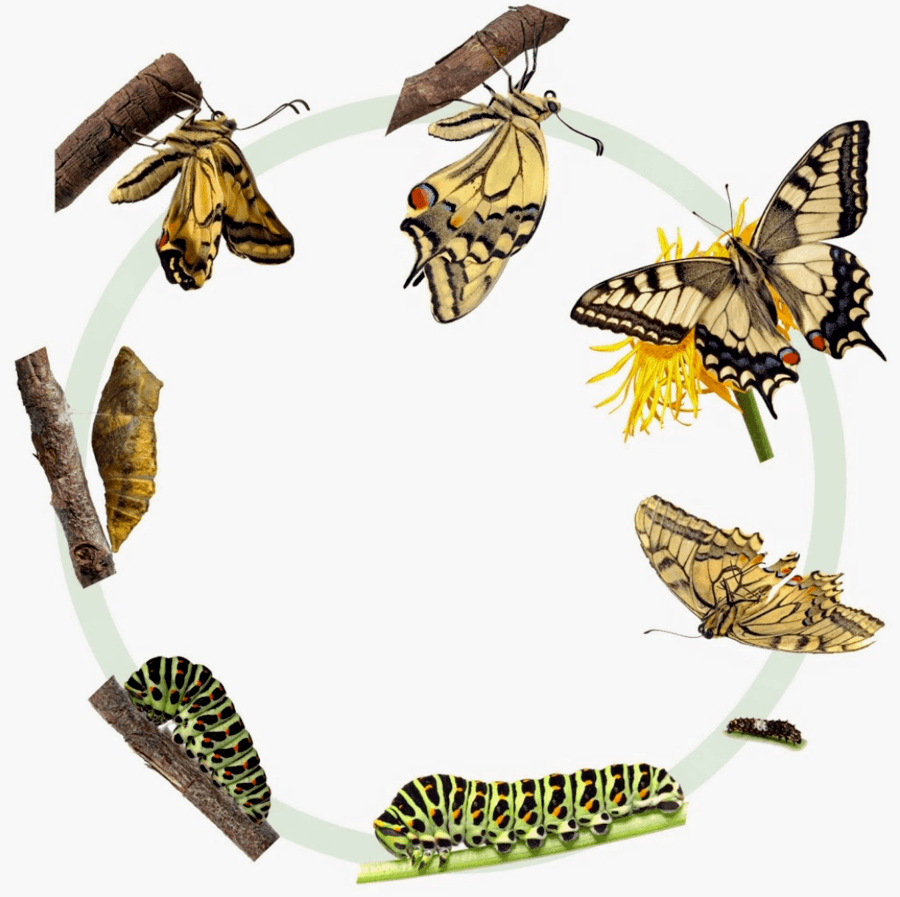 Life Science: Life Cycles (Complete and Incomplete Metamorphosis Quiz