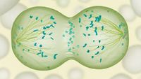 Biología - Grado 7 - Quizizz